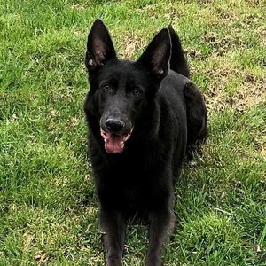 Meet your Posher, Donald